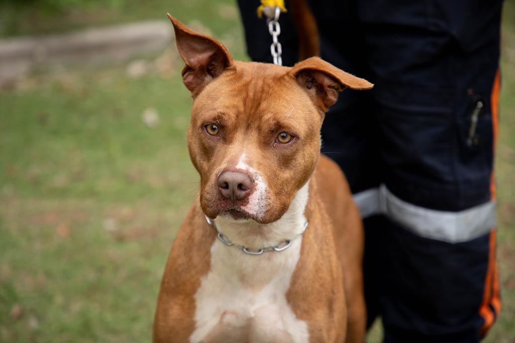 Adote um Guardião: Cães do Cepad em Barueri Buscam Urgente um Novo Lar