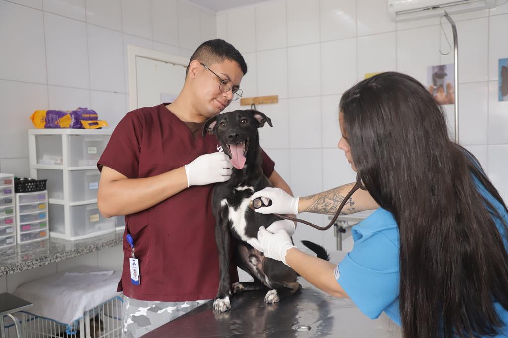 Barueri oferece mutirão de atendimento veterinário gratuito no Jardim Belval