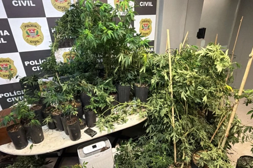 Borracharia em São Vicente vira fachada para plantação de maconha