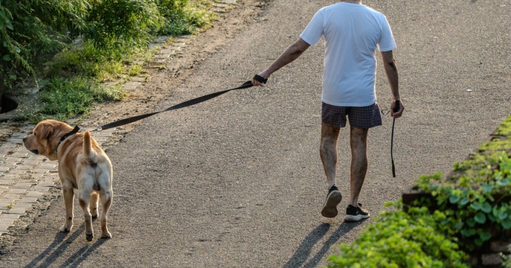 Passeio Pet Consciente: Garanta a Segurança e Bem-Estar do seu Cão