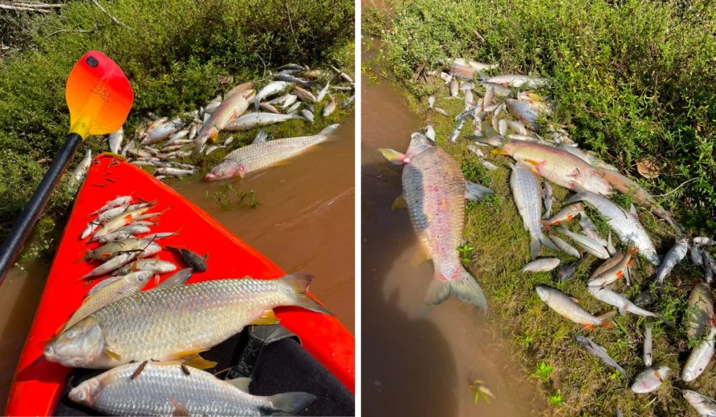 Tragédia ambiental em Lindóia: Rio do Peixe registra morte em massa de peixes e Cetesb investiga